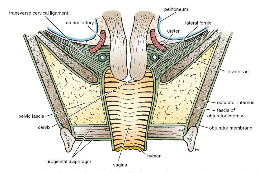 Urogenital Diaphragm It is a triangular musculofascial diaphragm situated in the anterior part of