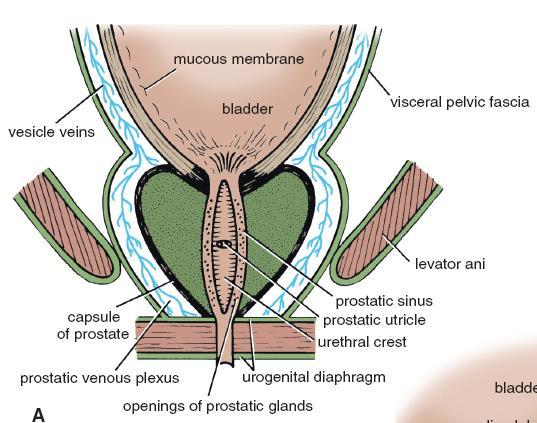 deep transverse perineal muscles These two muscles are enclosed between a superior and an