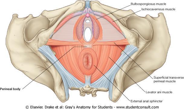 Divisions of the Perineum : By a line joining the anterior parts of the ischial tuberosities, the