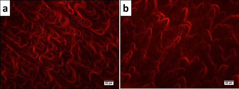 Journal Name 9. Actin bundle in vitro by inverted fluorescence microscope The size and amount of actin bundle have been reduced under fullerenols.