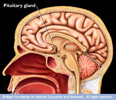 action of other glands of the body.