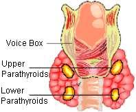 Parathyroid Gland Location: Mainly found sitting anterior to the thyroid gland, but some have been reportedly found in the neck or thorax Physical Description: tiny, yellow brown
