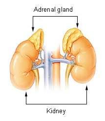 Adrenal Glands or Suprarenal Glands Location: directly superior to the kidneys Physical
