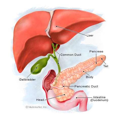 Pancreas Location: posterior to the stomach Physical Description: