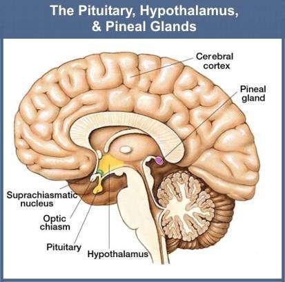 The pineal gland is a tiny, cone shaped gland found hanging from the roof of the third ventricle in the diencephalon.