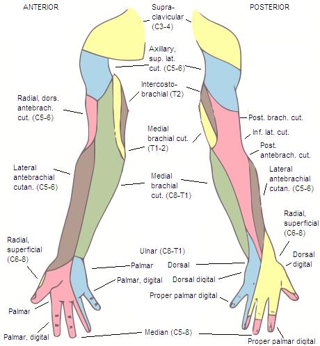 Carpal Tunnel Syndrome (CTS) Symptomatic compressive neuropathy of the median nerve at the wrist, characterized physiologically by evidence of increase pressure within the carpal tunnel and decreased