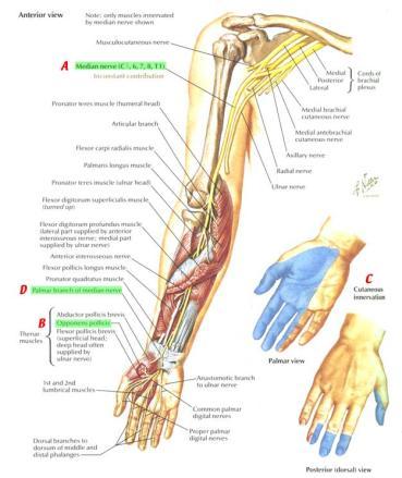 Structural, biological, genetic factors +/- environmental, occupational Idiopathic/ DM, RA/ HT, Pregnancy/Mass/fracture greens MN innervates: Pronator Teres FCR Palmaris Longus FDS IF, MF FDP