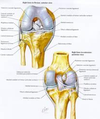 Ligaments hold the knee together and keep the bones from moving; the ligaments of the knee are; Anterior cruciate ligament, Posterior cruciate ligament, Medial collateral ligament, Lateral collateral