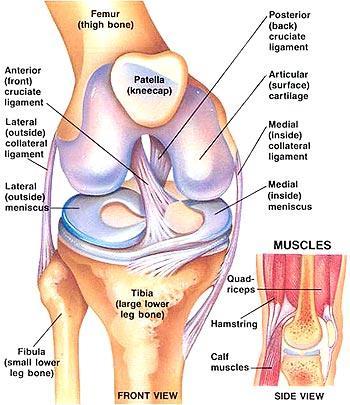 ANTERIOR KNEE PAIN Explanation Anterior knee pain is most commonly caused by irritation and inflammation of the patellofemoral joint of the knee (where the patella/kneecap connects to the femur/thigh