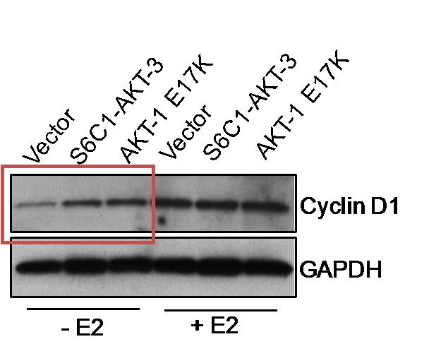 Activation of cyclin D and hormone-independent proliferation by AKT3