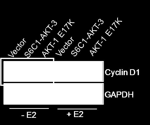 Estrogen Withdrawal Activated AKT stabilized Cyclin D1 PI3K AKT p GSK3β