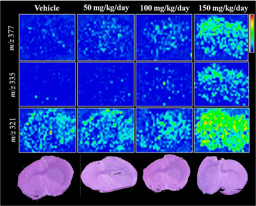 Figure 27: Images of cyclopamine distribution in the dosed X-302-AG brain sections at each dosing level. m/z values 377, 335 and 321 were monitored.