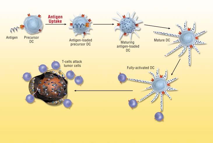 How Dendritic Cells Jump-Start the Immune