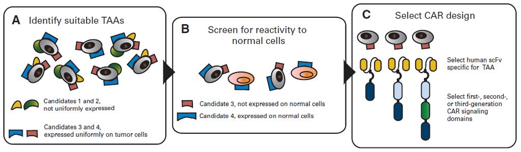 cells for tumor cell kill Ref: