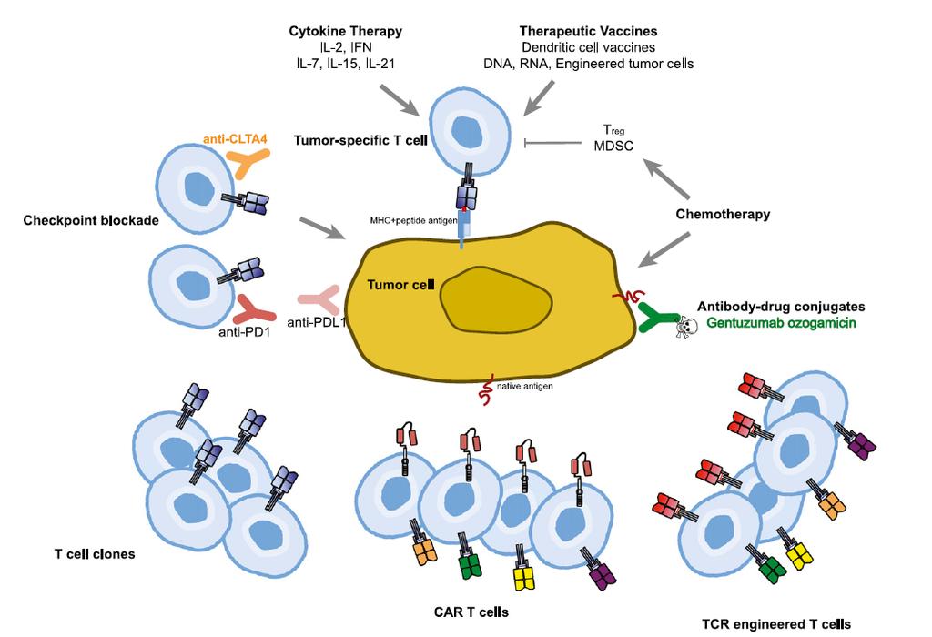 Therapeutic approaches to overcome immune tolerance to cancer cells Cytokine Therapy IL-2, IFN IL-2, IFN IL-7, IL-15, IL-21 Therapeutic Vaccines Dendritic cell vaccines DNA, RNA,