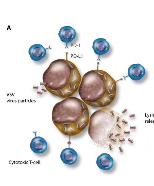 Combining Oncolytic Virus Therapy with Checkpoint