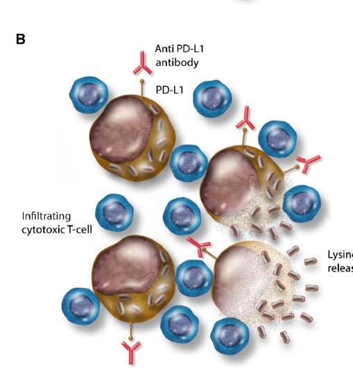 VSV Anti PD-L1 antibody VSV particles CTL