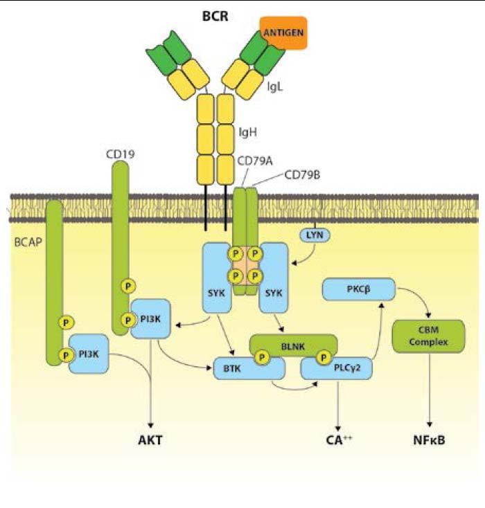 B cell signaling pathway Ref: Koehrer S and
