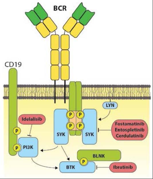 B cell receptor inhibitors Ref: Koehrer S and