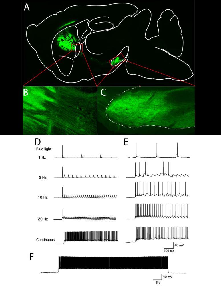 Supplementary Figure 4 Channelrhodopsin expression in dopamine excitable D1r striatal neurons. A-C ChR2 expression in striatal D1r-neurones. A. Sagital slice showing D1r-neuronal direct pathway from DS to Substantia Nigra, pars reticulata.