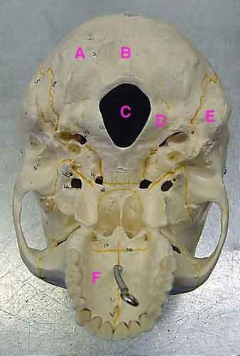 Skull (inferior) A. occipital B. external occipital protuberance- a midline projection of the occipital bone with curved lines extending laterally from it.
