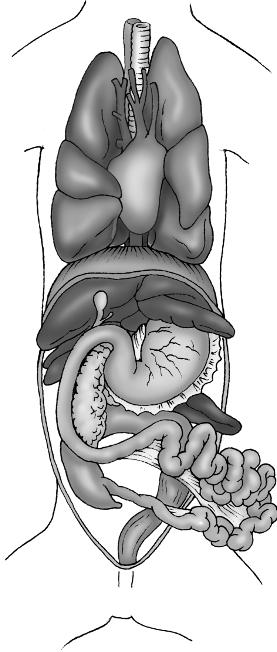 chapter 1 Esophagus Trachea Lung Heart Liver Diaphragm Gallbladder Common bile duct Liver Duodenum Pancreas Transverse colon Ascending colon Cecum Liver Lesser omentum Stomac h Greater omentum (cut)