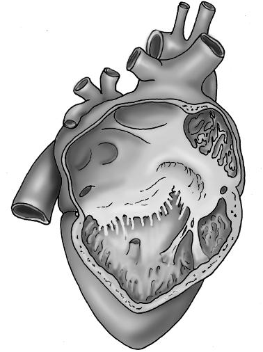 chapter 1 Left subclavian artery Aorta Superior vena cava Right atrium Right aur icle