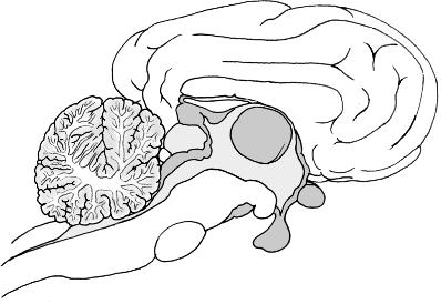 Figure 1.14 Circulatory: lateral view. For color detail, see color plate section, CP-3. Nervous System Epithalamus Corpus collosum Cerebellum Figure 1.