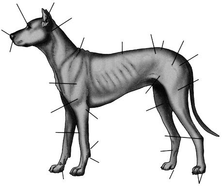 chapter 1 ANATOMY For a veterinary technician to be able to accurately complete many of his or her daily tasks, a clear understanding of the anatomy of the canine and feline body is needed.