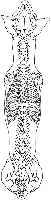 Internal Organs Zygomatic arch See Skill Box 2.3, Abdominal Examination, page 34. See Figure 12.