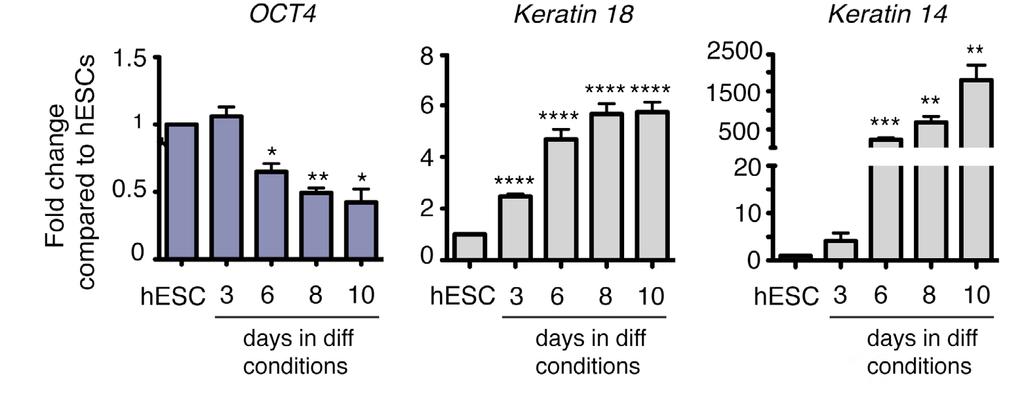 Fig. S1. Upregulation of K18 and K14 mrna levels during ectoderm specification of hescs.