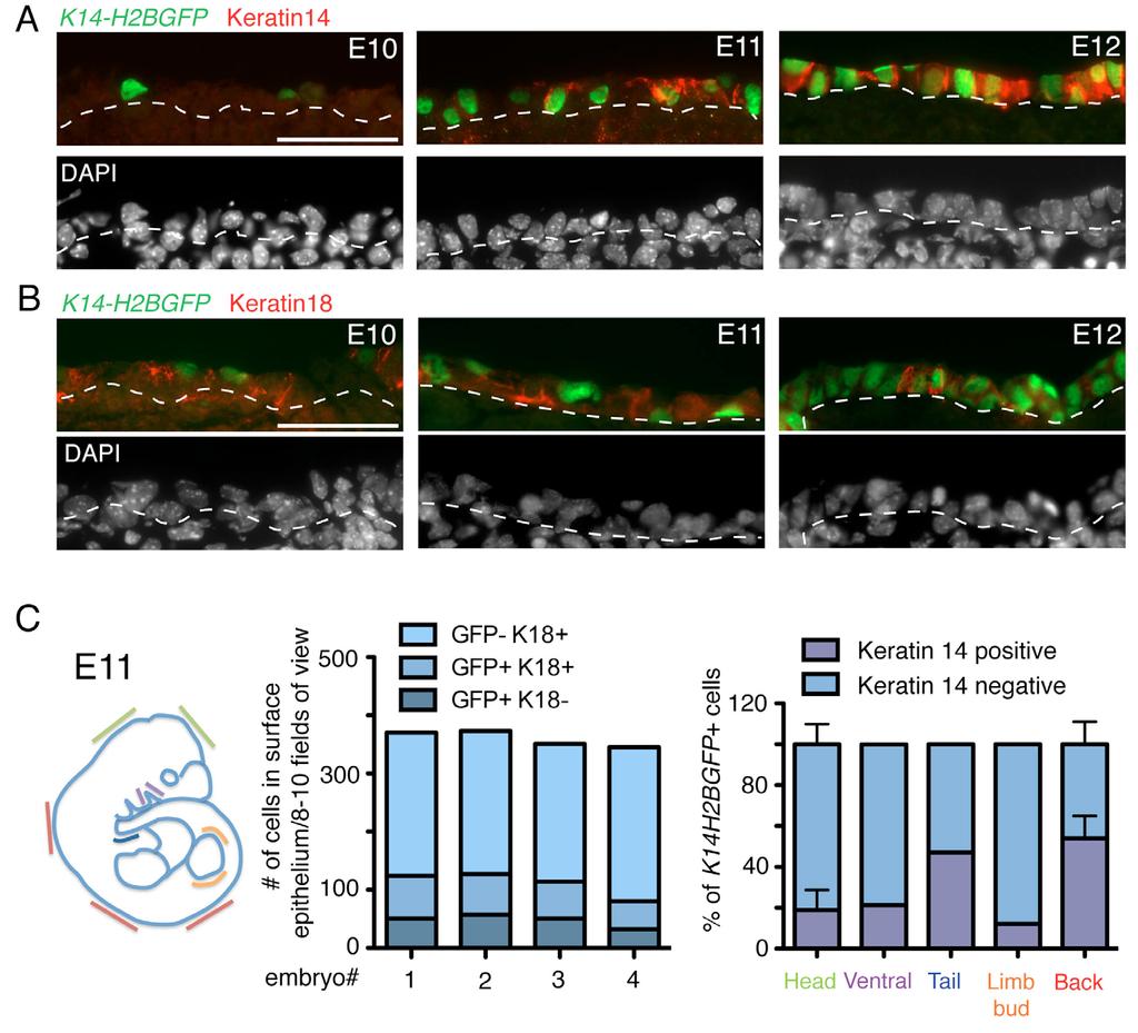 Fig. S2. Keratinocyte specification during embryonic development in K14-H2BGFP mice.