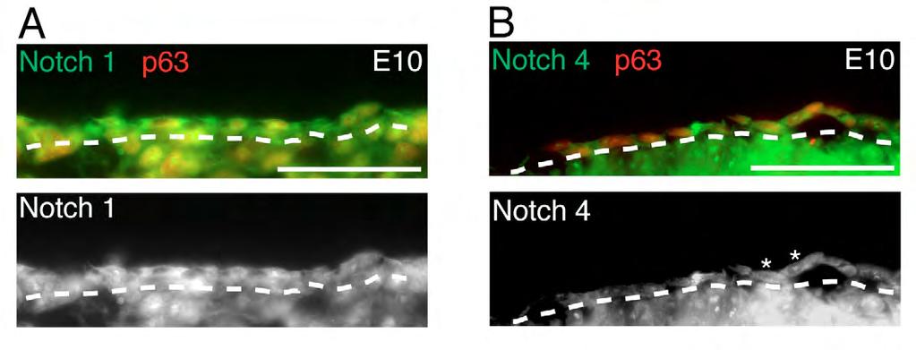Fig. S5. Cellular localization of the Notch receptors Notch1 and Notch4 in E10 murine embryos.
