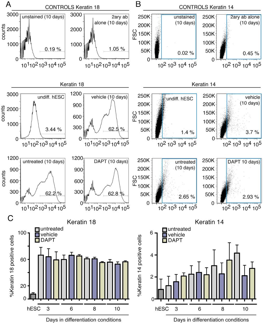 Fig. S7. Notch signaling inhibition does not affect the percentage of K14 + and K18 + cells after differentiation.