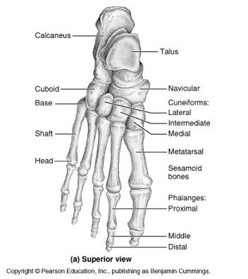 Tibia/fibula Ankle Tibia- - big toe side/ Medial Fibula- - little toe side/ Lateral Tarsus- - forms ankle joint Calcaneus- - forms heel (no