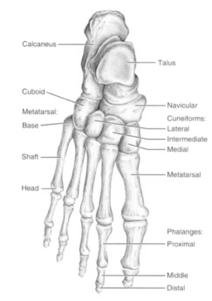 Articulates w/both" n Calcaneus = heel" Attachment for Calcaneal tendon" Carries talus" n Metatarsals" n Homologous to metacarpals" n Phalanges"