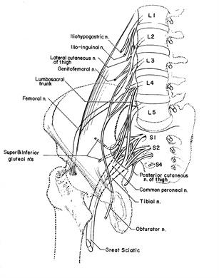 by the anterior rami of spinal nerves T12 through S4. The innervation of the lower limb arises from segments L2 through S3.