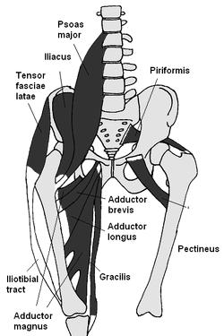 ) Piriformis syndrome Anterior Hip Flexors of Hip Iliopsoas iliacus psoas Quadratus lumborum Collectively known as the iliopsoas or inner hip muscles: Psoas