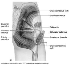 " (sacral plexus)" Thigh movements by compartment Posterior Thigh Gluts