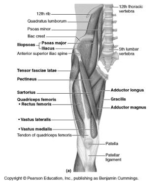 ) Maximus extensor of thigh Medius- - pelvic tilt Lateral rotators (spinal