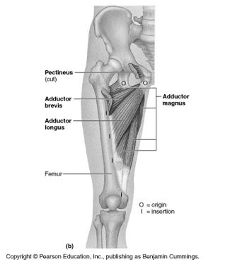 ) Biceps femoris Semimembranous Semitendinous Anterior thigh (femoral n.