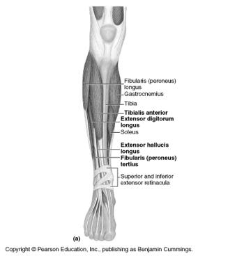 c) Anterior Leg (deep fibular n.
