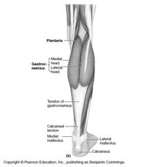 Lateral Leg (superficial fibular