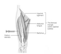 a + v, lymph nodes Surface Anatomy: Posterior Leg Popliteal fossa