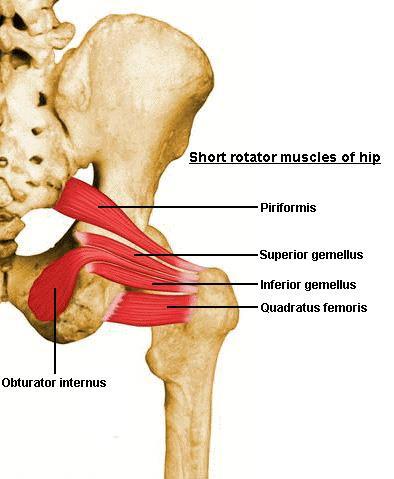 Short Lateral Rotators of Thigh Gamellus superior Origin-spine of ischium Insertion-tendon of OBT int Nerve- to OBT internus Gamellus inferior Origin-ischial
