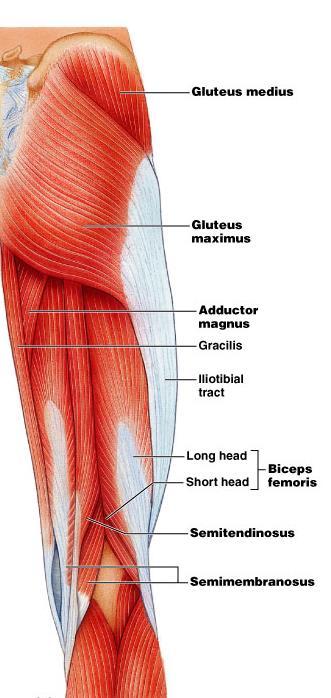 Thigh extensors (posterior) Arise posterior to hip joint Gluteus