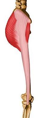 knee) Biceps femoris Semitendinosus Semimembranosus (antagonists of
