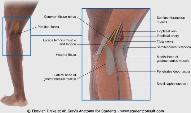 Posterior leg Popliteal fossa Boundaries Biceps femoris (superior-lateral) Semitendinosis and semimembranosis (superior-medial)