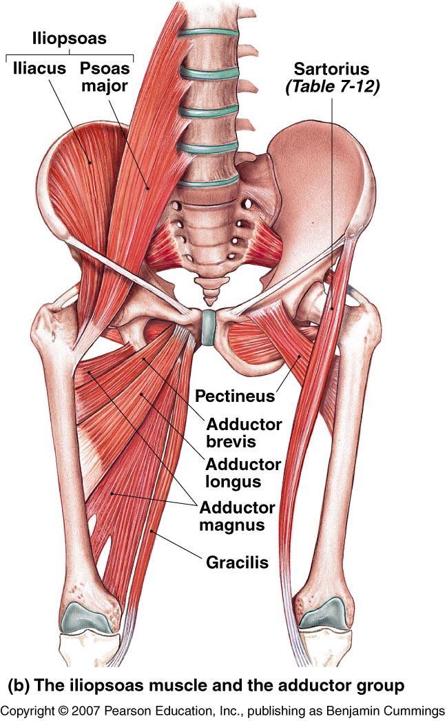 Anterior Muscles That Move the Thigh