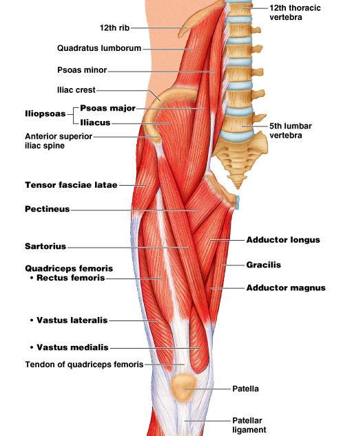 Anterior compartment Muscles that flex thigh at hip Originate from vertebral column and pelvis and pass anterior to hip
